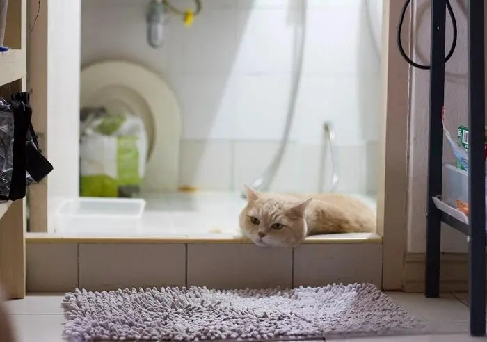 在主人进入洗手间或者浴室时，你的猫为什么喜欢尾随你进入？