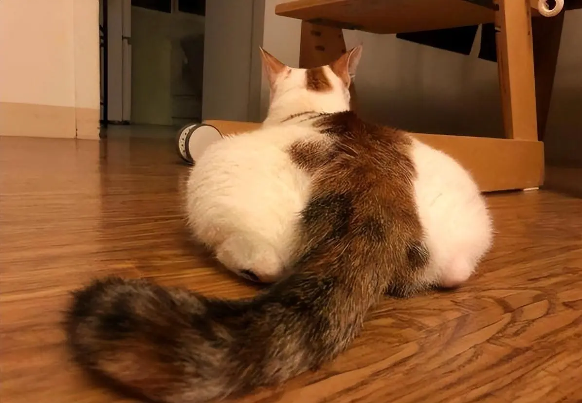 每次抚摸猫咪的后半身，猫咪都会微微翘起屁股。有这几点原因
