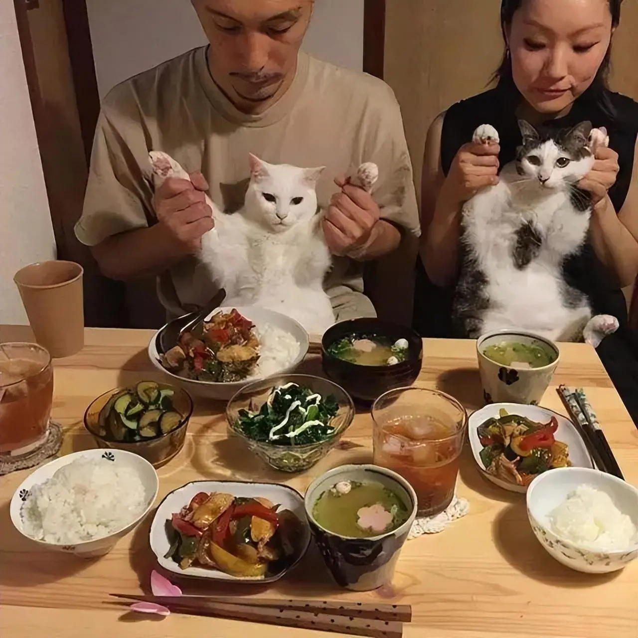 你还这样喂猫吗？这7大“喂食误区”，终究会害了猫