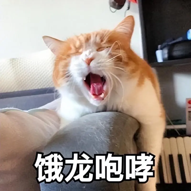 猫咪有时候很爱叫，是为了与人类交流，传达了什么信号呢？