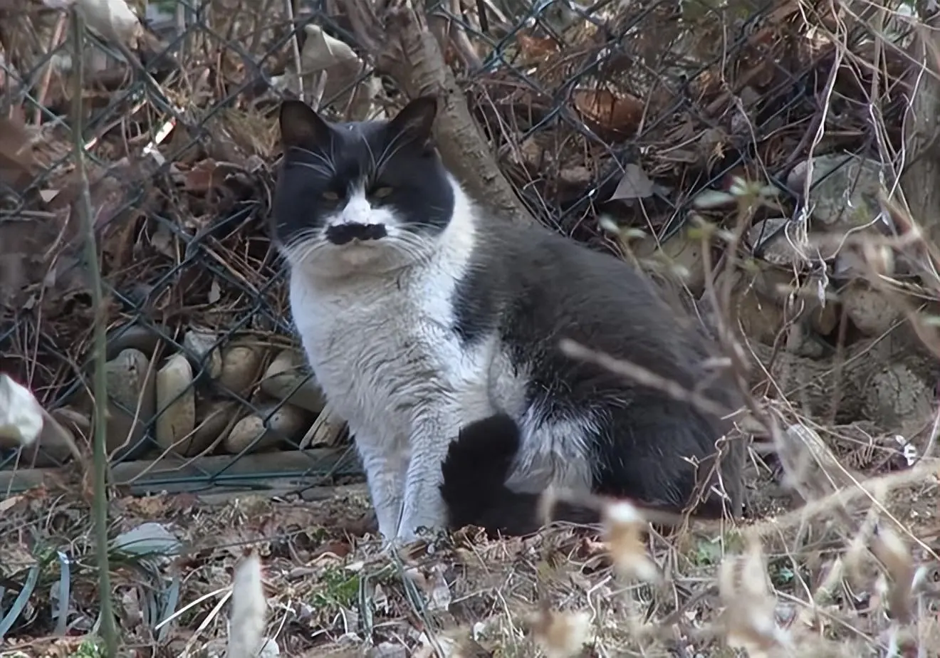 流浪猫伤腿行动不便，却有个“保镖”时刻守护：感谢胡子猫大哥