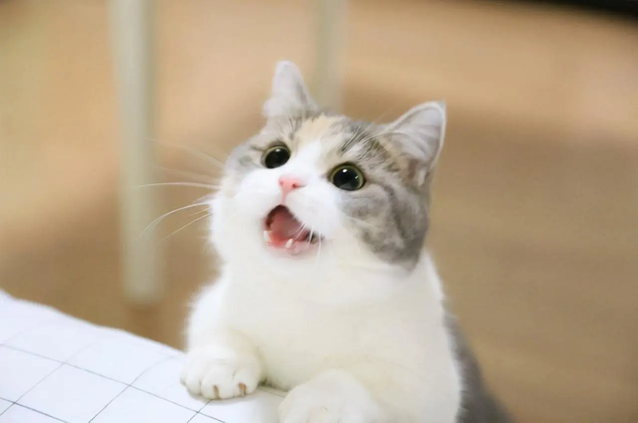 猫咪叫声有含义，下面这6种“猫语”，宠主懂其中的含义吗？