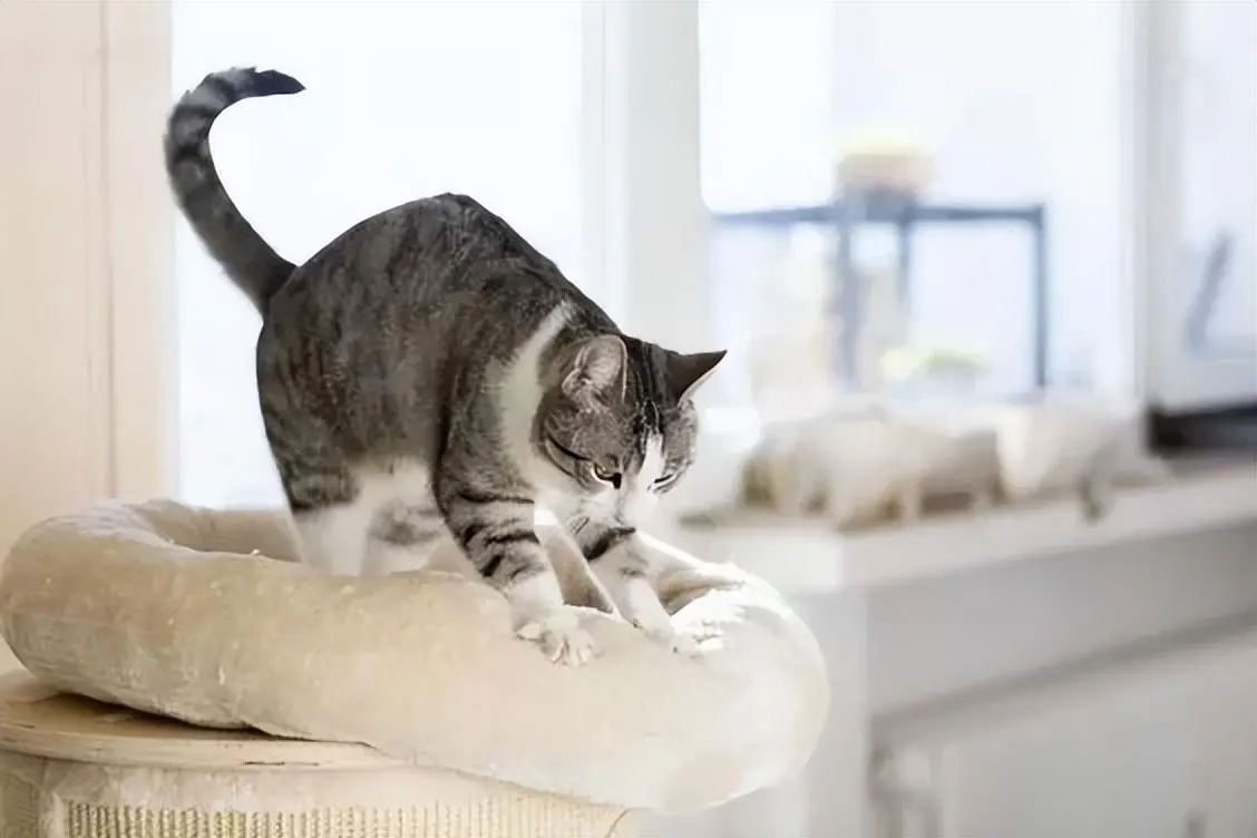 猫咪为什么会“踩奶”呢？踩奶时，我们该怎么做？
