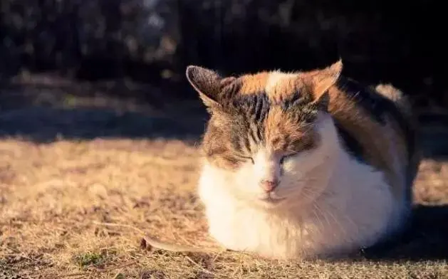 猫掉毛的原因和解决办法：没有不掉毛的猫，只是多与少的问题