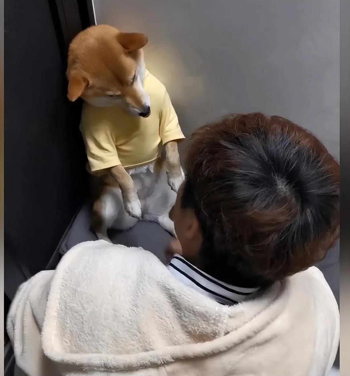 2只柴犬犯错受训离家出走，隔天回来被主人罚站：既不服气又不敢吱声