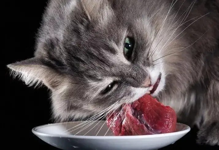 猫咪吃“生骨肉”有好吗？你会给猫咪喂生骨肉吗？