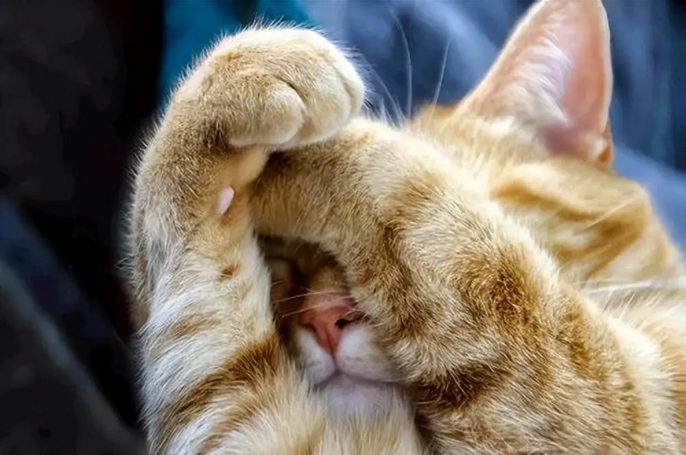 猫咪睡觉的时候，会用前爪盖着脸，就像“捂脸”一样，为什么猫咪会这样？