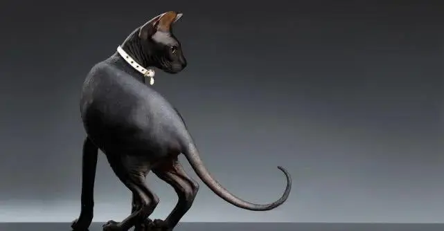 为什么古埃及人那么崇拜猫？猫的受欢迎程度在埃及持续了近 1500 年
