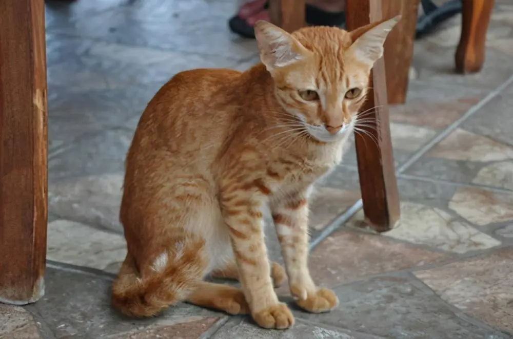 猫咪患“寄生虫”的7大症状，发现后，需要及时驱虫