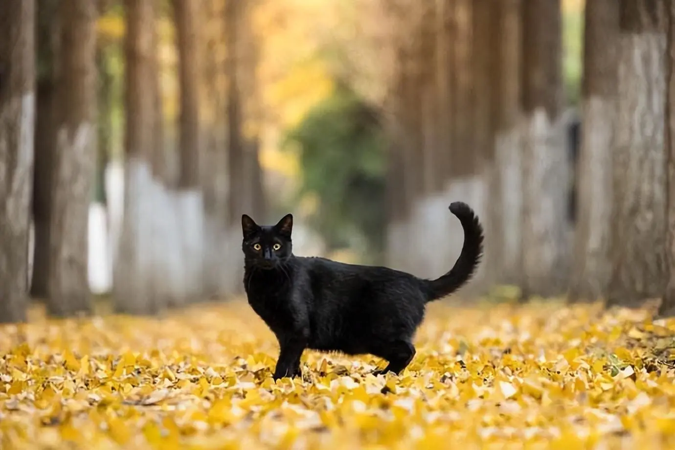 有人说不要随便养黑猫，但这纯属谣言。
