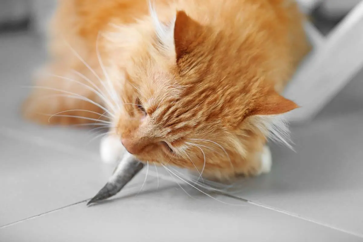 猫食用鱼的过程中，会不会被鱼刺卡住？如果卡住了怎么办？