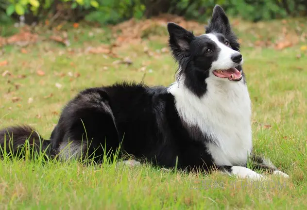 边境牧羊犬