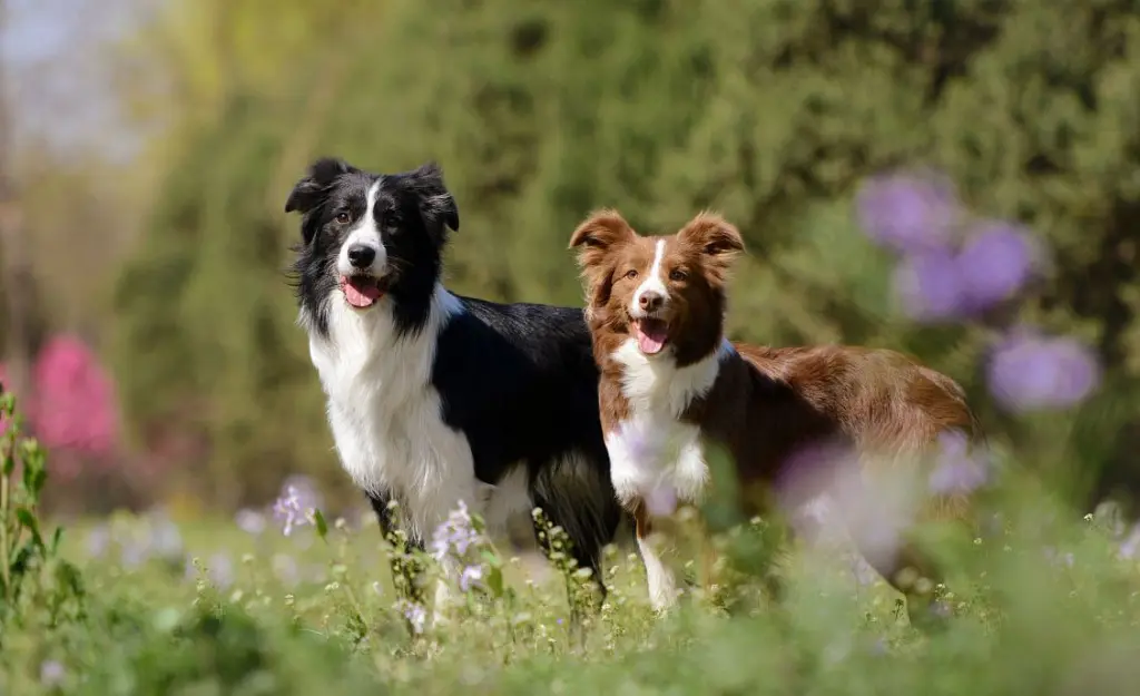 边境牧羊犬