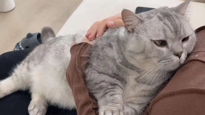 猫咪为什么喜欢趴在主人的胸口？这些原因你知道吗？
