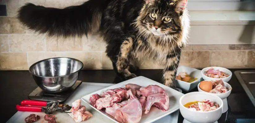 这几种“食物”，猫咪喜欢的不得了，你能满足它吗？