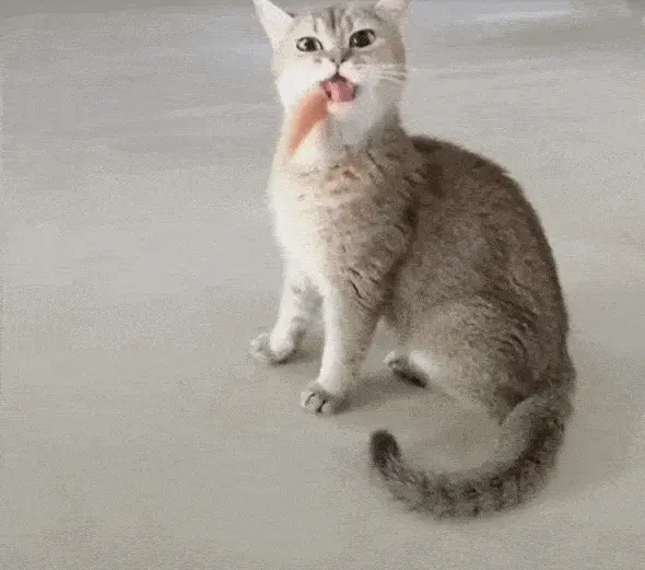 猫咪吃了会“嗝屁”的食物，可是很多人都不清楚！