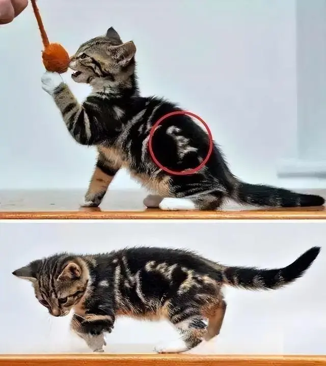 猫咪身上的那些奇特花纹：你见过猫咪身上什么特别的花纹吗？