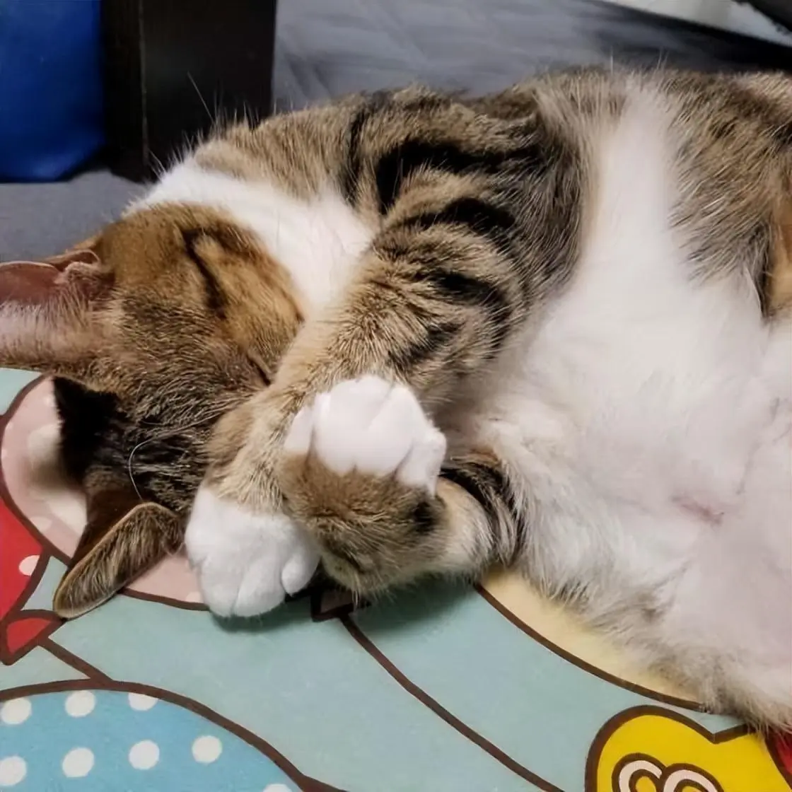猫咪“捂脸睡”是在卖萌吗？其实你真的误会它了！
