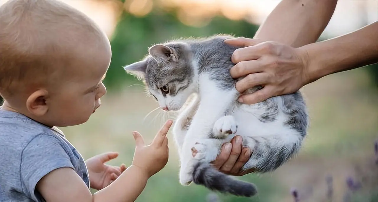 总结！养猫的10个好处，猫咪是很治愈的动物