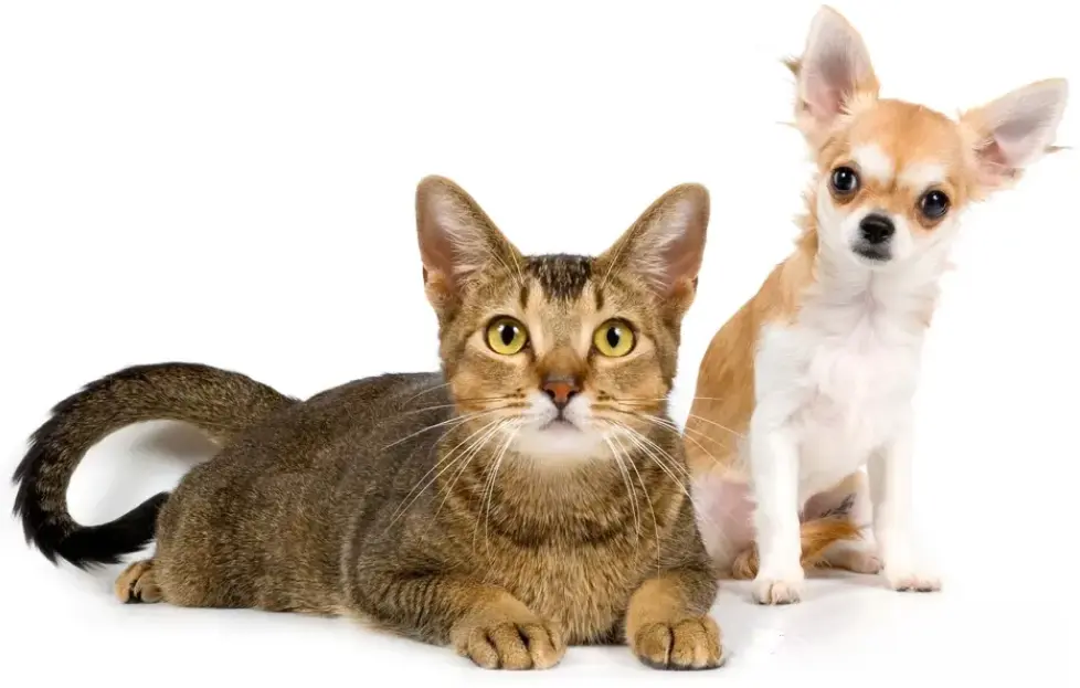猫和狗到底哪一个更聪明？先从各方面了解猫、狗的智商吧