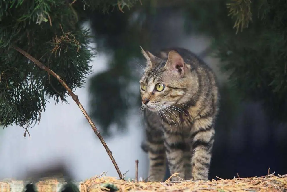 猫界忠诚排行榜：最忠诚的7种猫，你家猫上榜了吗？