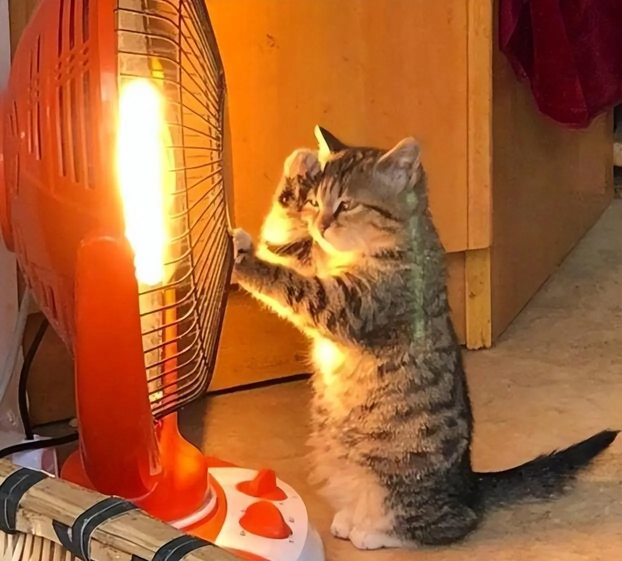 猫咪“怕冷”，会有这些迹象，需要及时保暖，不然按耐不住寒冬