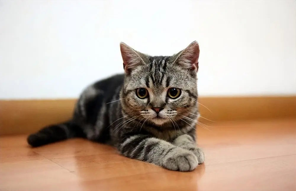 9大“国产猫咪”，你认识几种中华田园猫？