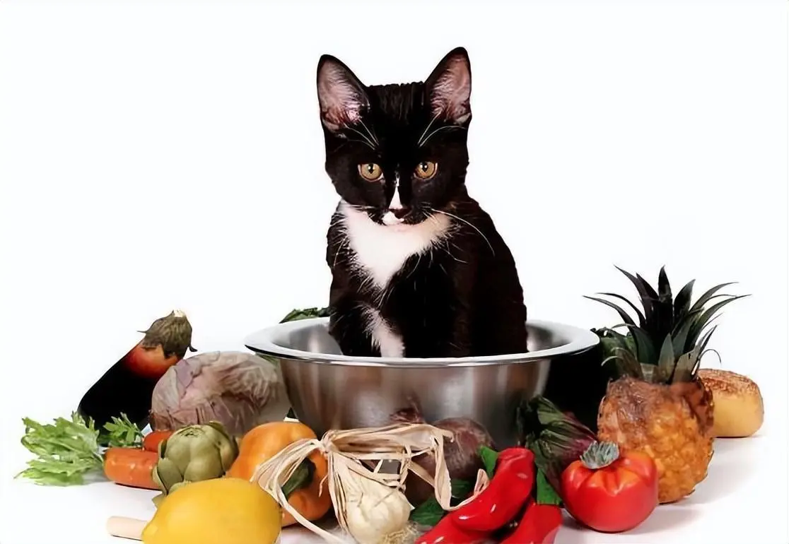 猫咪各年龄阶段喂养指南，你家猫咪今年几岁了？