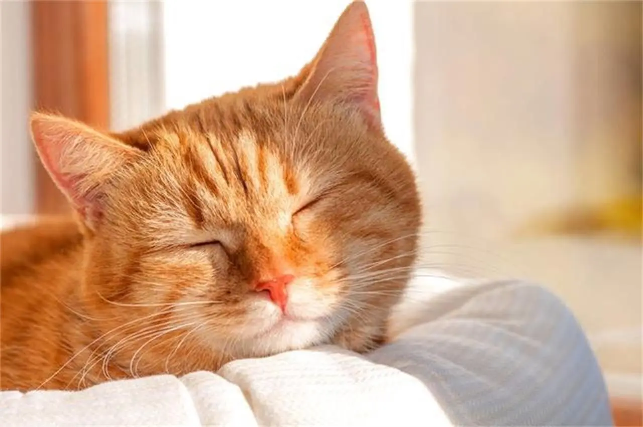猫咪生活过得“幸福”和“不幸福”的6个表现，你家猫属于哪种？