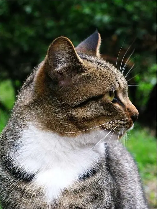 9大“国产猫咪”，你认识几种中华田园猫？