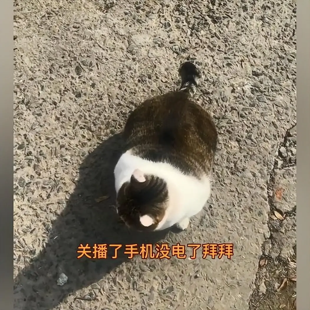 猫咪偷吃狗粮被抓住，猫胖成球，狗瘦到见骨