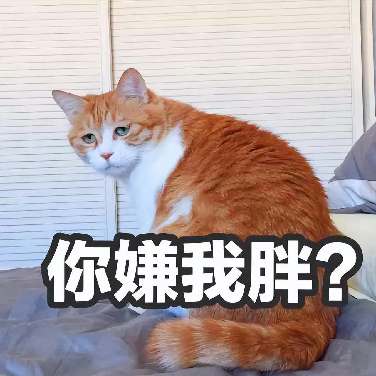 你觉得应该怎么养橘猫，才能将它养好呢？教你几招