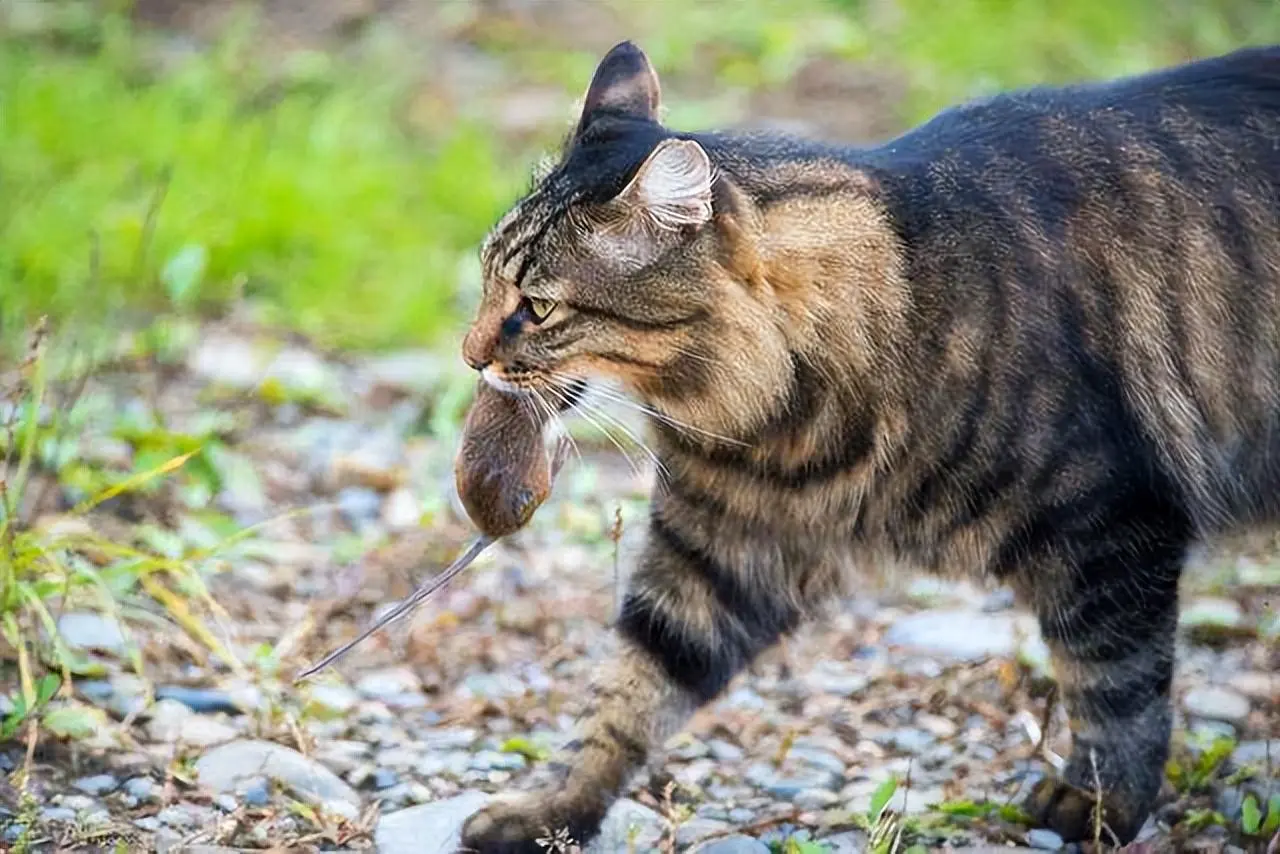 如果可以，你会养狸花猫吗？这些优点你喜欢吗？