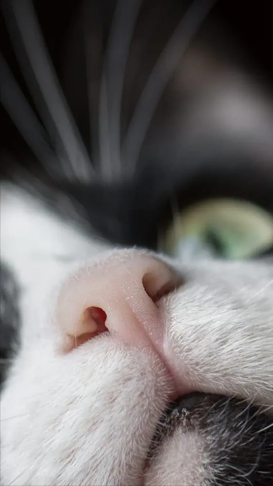 猫咪最爱的气味，如果你拥有它喜欢气味的话，它就会一直黏着你