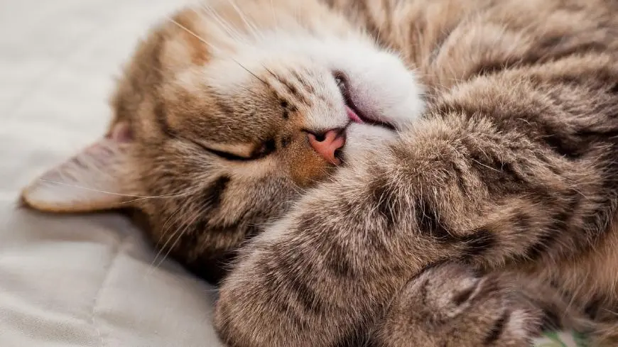 原来和猫睡，有很多好处！你喜欢和猫咪睡觉吗？