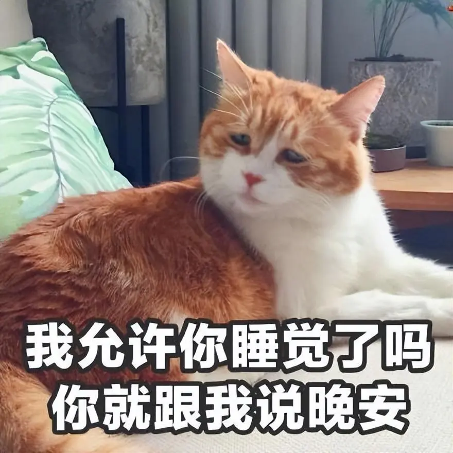 不要让猫咪上床睡，原因很真实