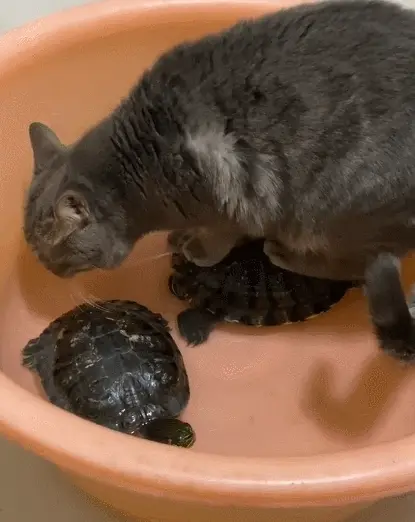 猫咪竟“站”在乌龟盆里：刚给乌龟换的水，就被猫咪给惦记上了
