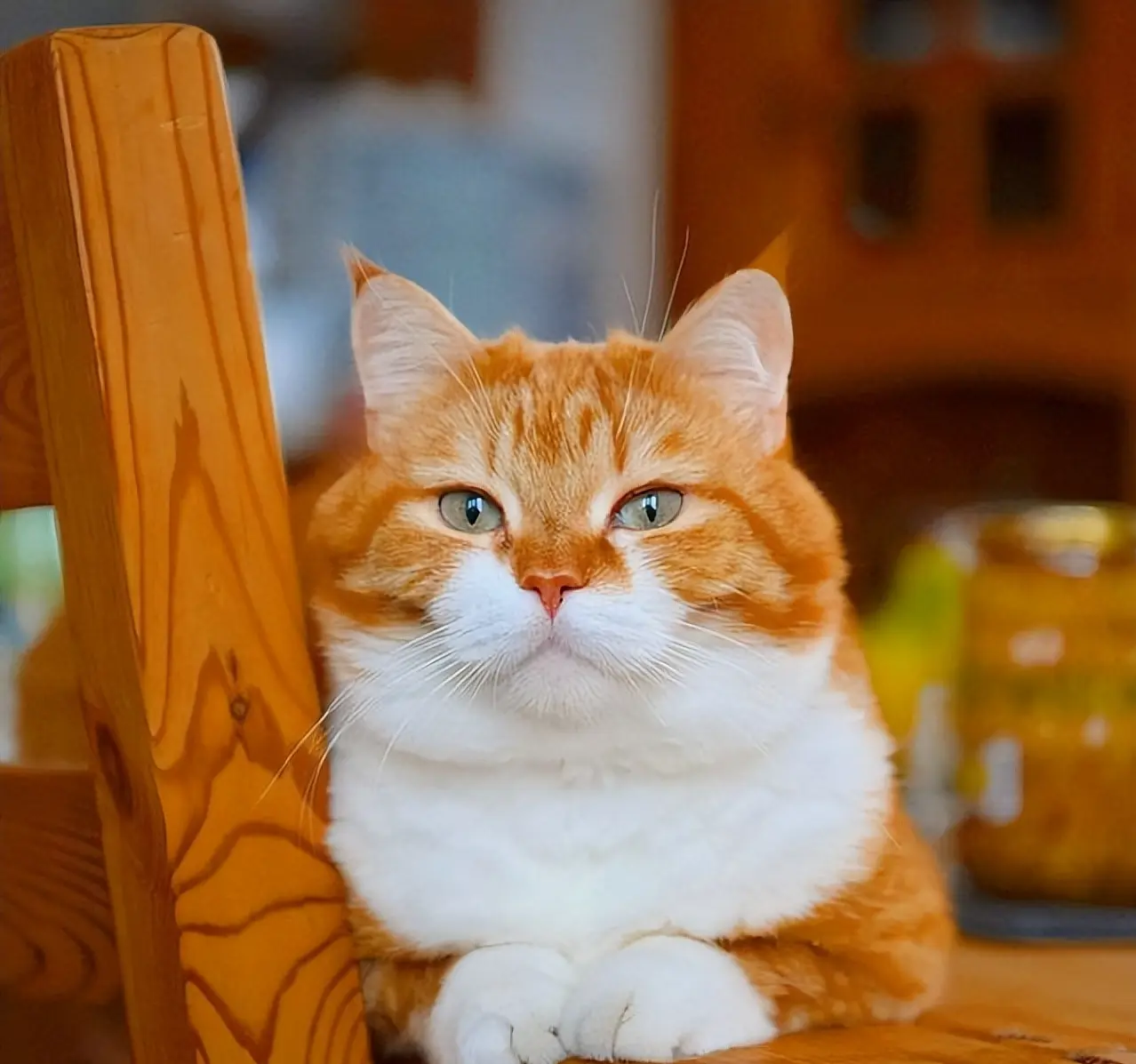为什么很多人养“橘猫”？你喜欢橘猫吗？