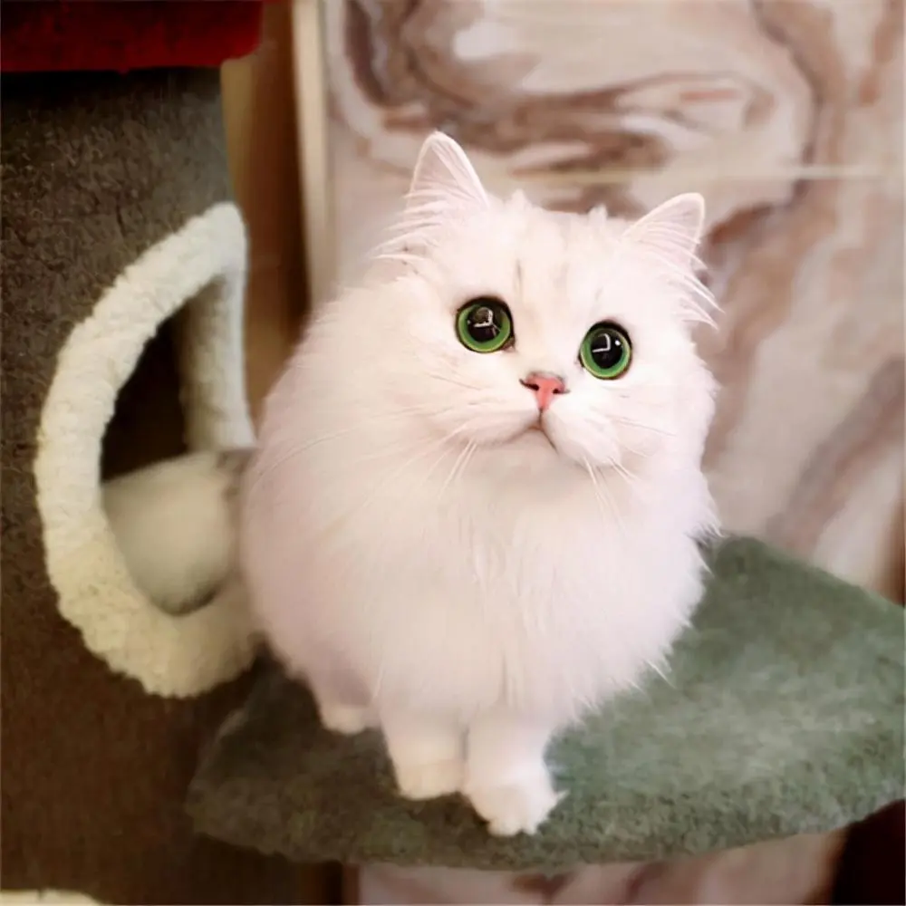 你喜欢金吉拉猫吗？这是一种神奇的猫，会让养的人爱不释手，越养越喜欢