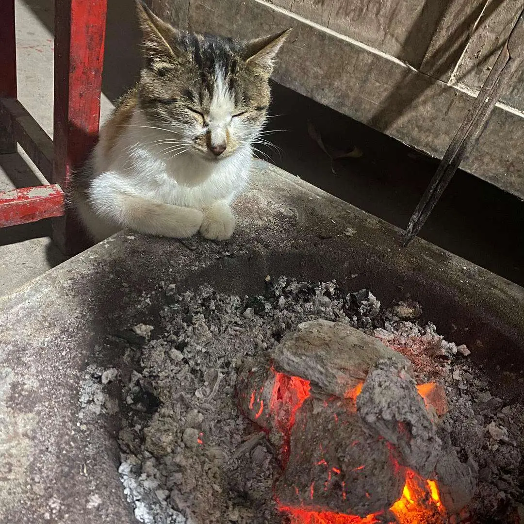 云南一位网友家的猫咪因烤火导致一氧化碳中毒！