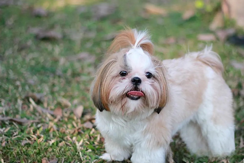 中国有哪些名犬？指的是在中国非常有名的狗