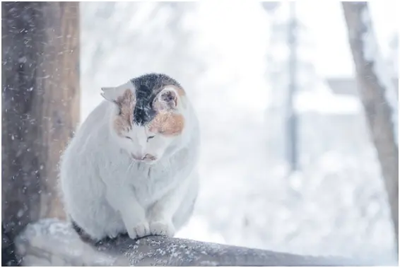 雪地上有动物的脚印，好奇跟着往前走，竟发现一只被冻僵、死亡的猫咪