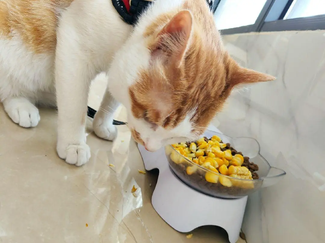 这几种“食物”，猫咪喜欢的不得了，你能满足它吗？