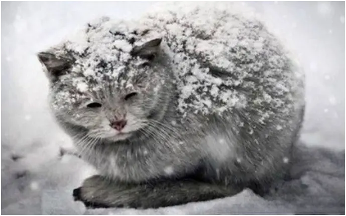 雪地上有动物的脚印，好奇跟着往前走，竟发现一只被冻僵、死亡的猫咪