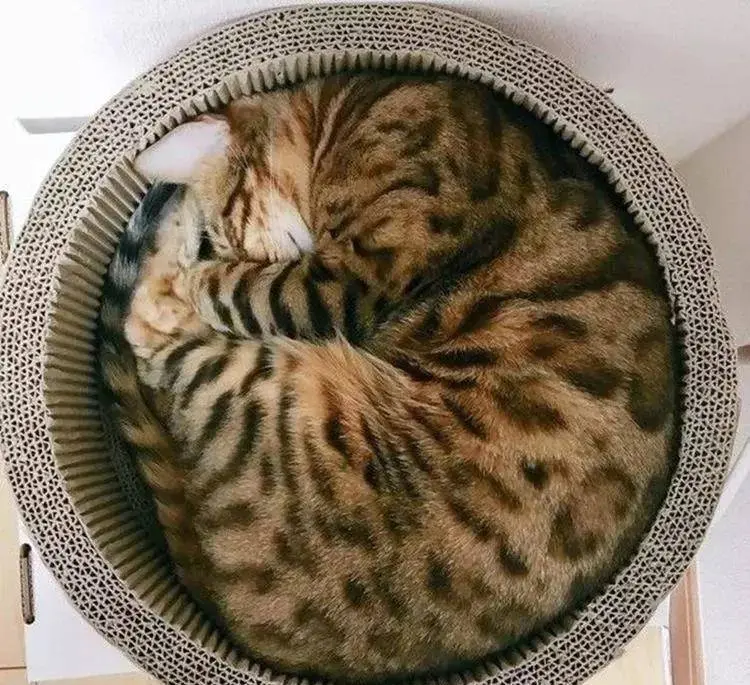 若猫咪喜欢这样睡，证明不太信任你，你家猫也是这样睡的吗？