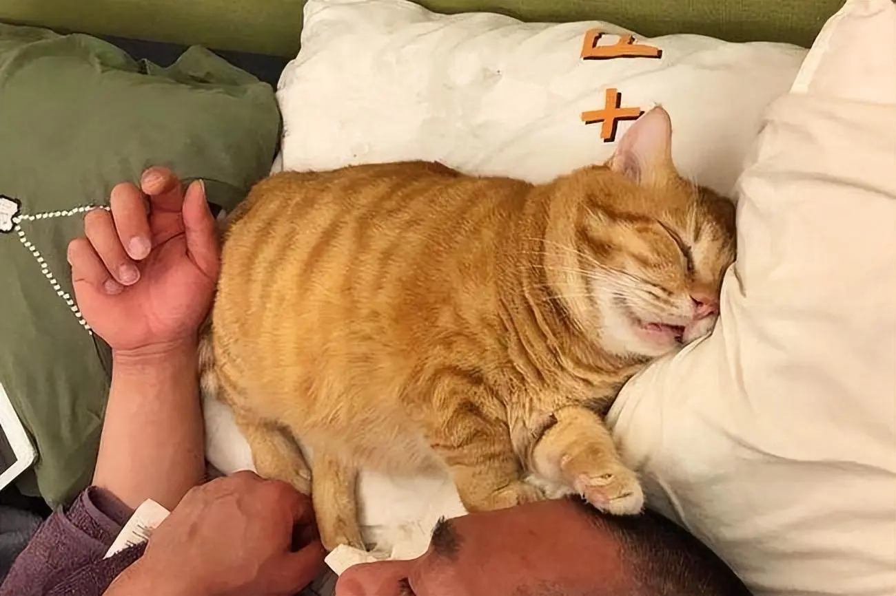 猫咪为什么会跟着主人睡觉？这几点原因很暖心