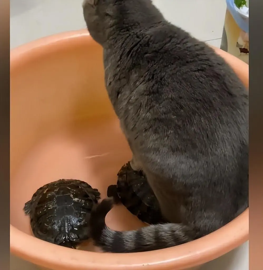 猫咪竟“站”在乌龟盆里：刚给乌龟换的水，就被猫咪给惦记上了