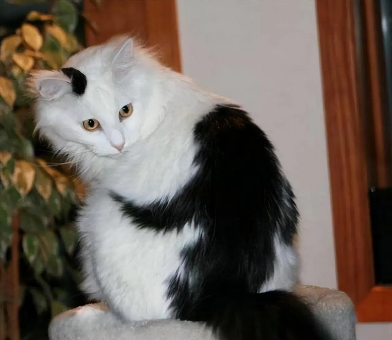猫咪身上的那些奇特花纹：你见过猫咪身上什么特别的花纹吗？