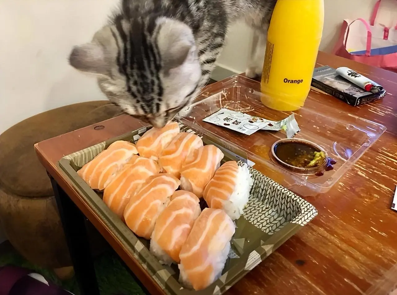 猫咪吃了会“嗝屁”的食物，可是很多人都不清楚！