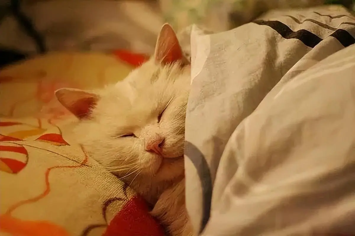 原来和猫睡，有很多好处！你喜欢和猫咪睡觉吗？